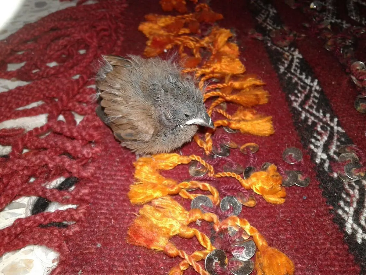 Nocleg ze śniadaniem Riad Oum Ellkhir Marrakesz