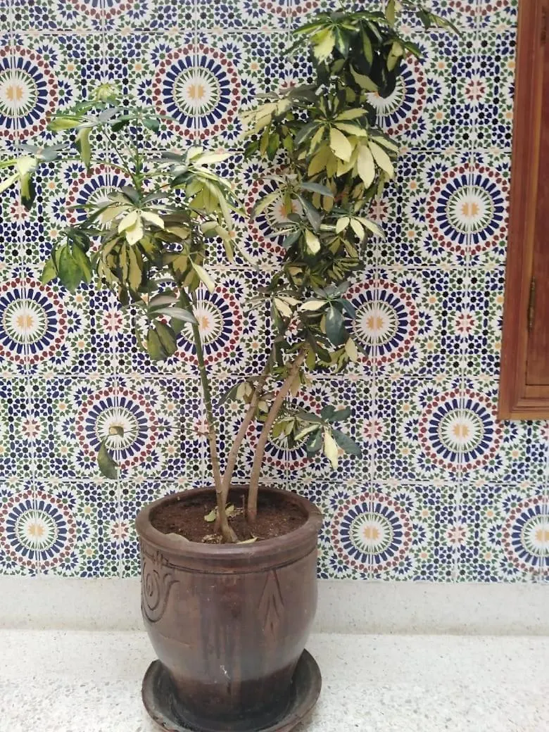 Riad Oum Ellkhir Marrakesch